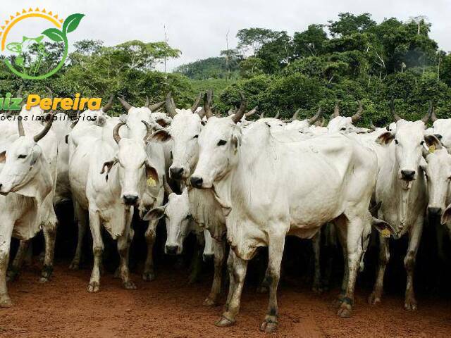 #87 - Fazenda para Venda em Divinópolis do Tocantins - TO