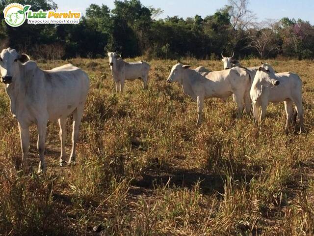 #1331 - Fazenda para Venda em Formoso do Araguaia - TO - 1