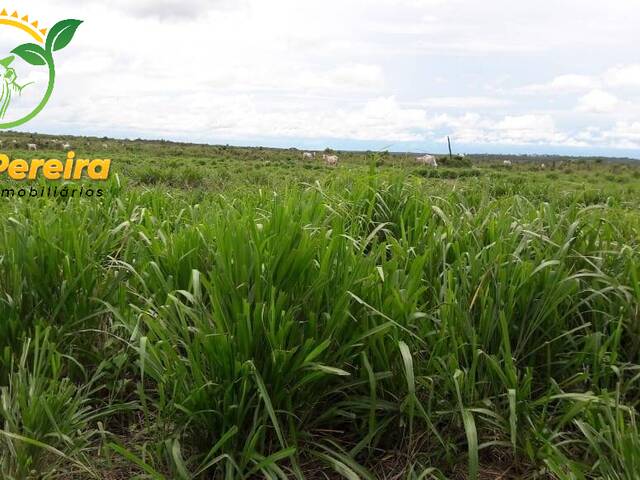 Fazenda para Venda em Abreulândia - 5