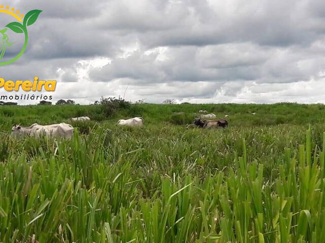 Fazenda para Venda em Abreulândia - 4