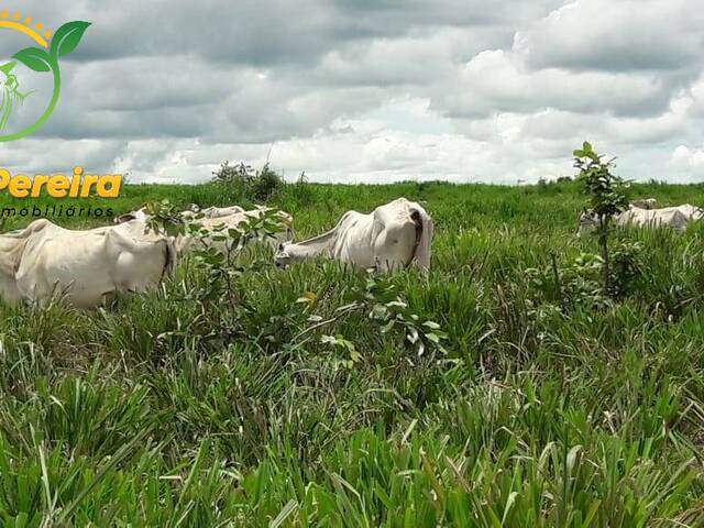 #1418 - Fazenda para Venda em Abreulândia - TO - 3