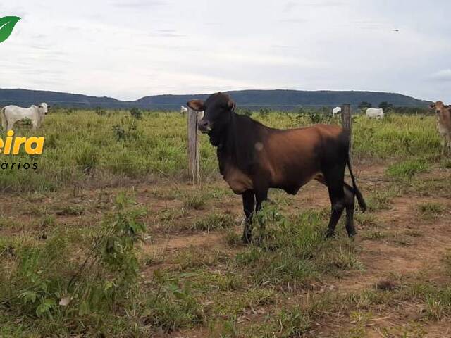 #1476 - Fazenda para Venda em Fátima - TO - 3