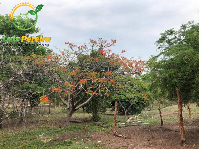 Fazenda para Venda em Centenário - 5