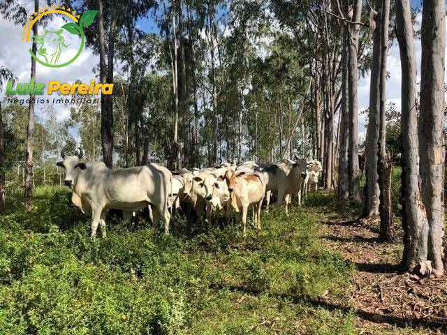 #1485 - Fazenda para Venda em Centenário - TO