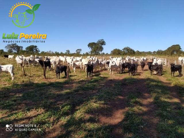 Fazenda para Venda em Camapuã - 4