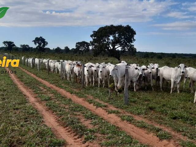Fazenda para Venda em Camapuã - 5