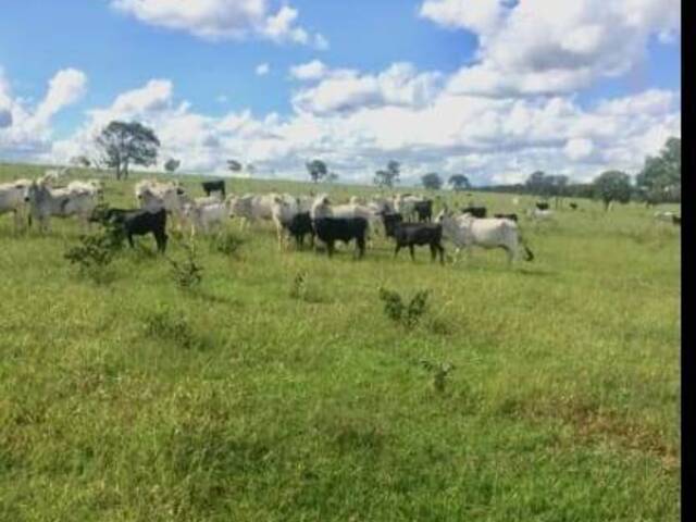 #1531 - Fazenda para Venda em Camapuã - MS - 3