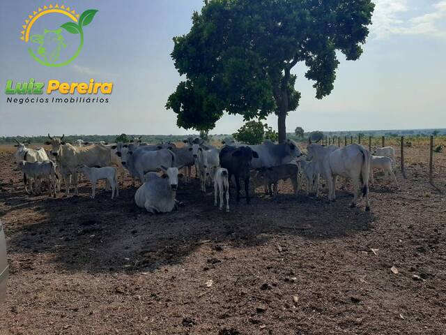 Fazenda para Venda em Dueré - 5