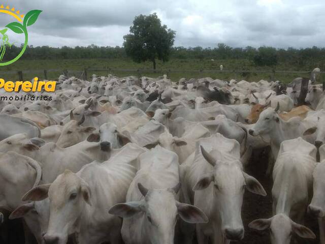 #1581 - Fazenda para Venda em Recursolândia - TO - 3