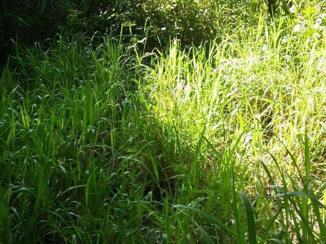 Fazenda para Venda em Recursolândia - 4