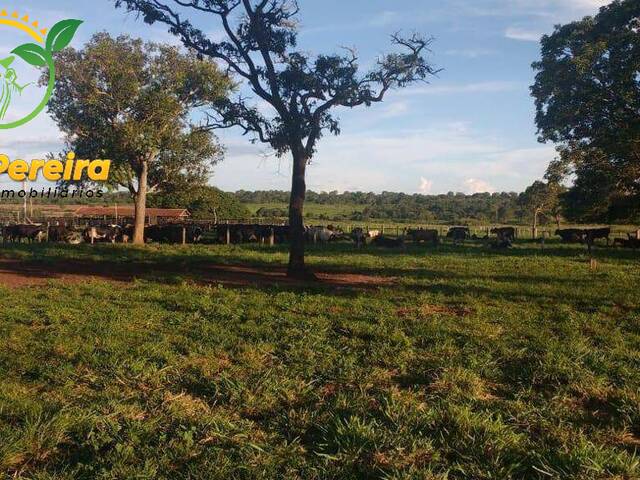 Fazenda para Venda em Terenos - 4