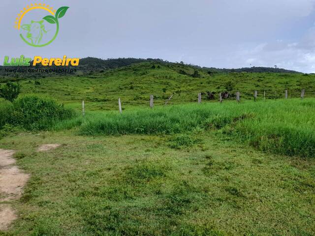 Fazenda para Venda em Anapu - 4