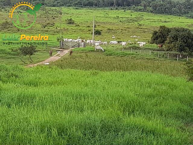 Fazenda para Venda em Anapu - 5