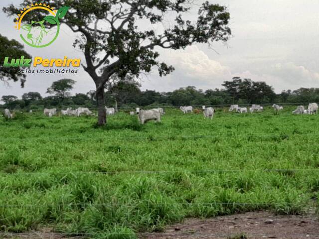 #1690 - Fazenda para Venda em Marianópolis do Tocantins - TO - 2