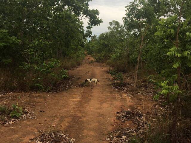 #1734 - Fazenda para Venda em Monte do Carmo - TO - 3