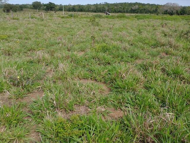 Fazenda para Venda em Pindorama do Tocantins - 4