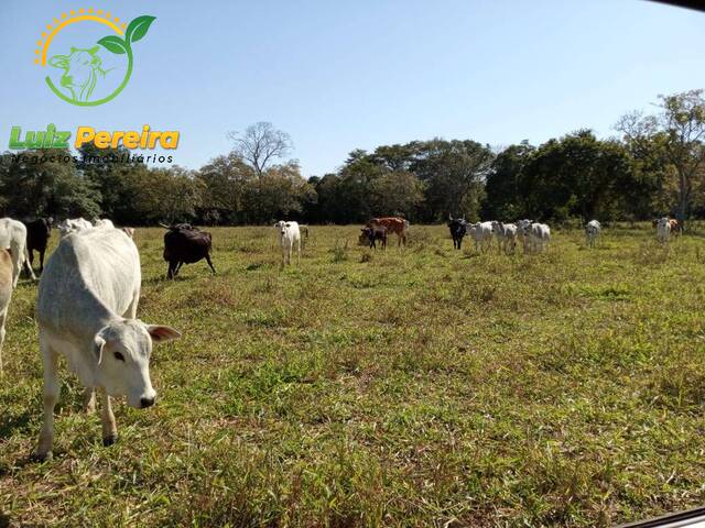 Fazenda para Venda em Corguinho - 4