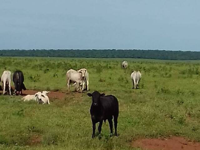 #1859 - Fazenda para Venda em Santa Rita do Pardo - MS - 1