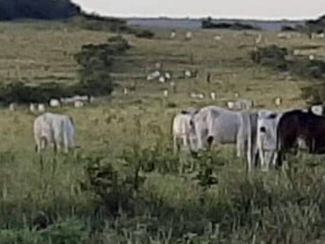 #1866 - Fazenda para Venda em Colinas do Tocantins - TO - 1