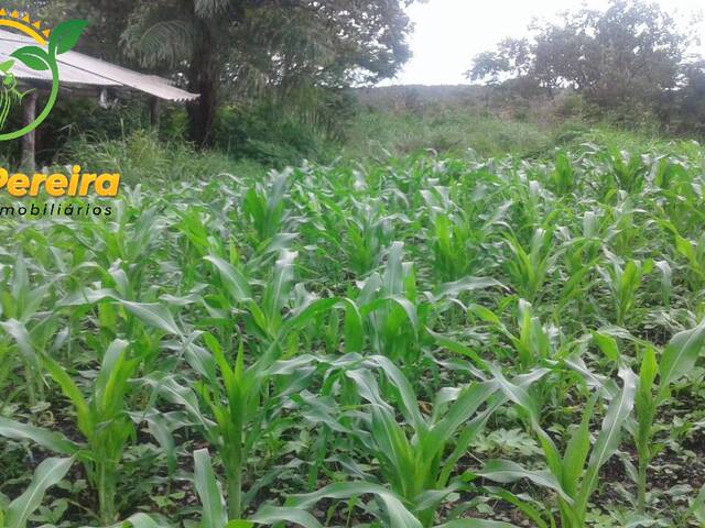 #1922 - Fazenda para Venda em Miranorte - TO - 1