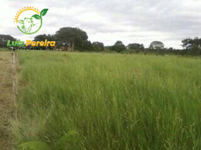 Fazenda para Venda em Miranorte - 5