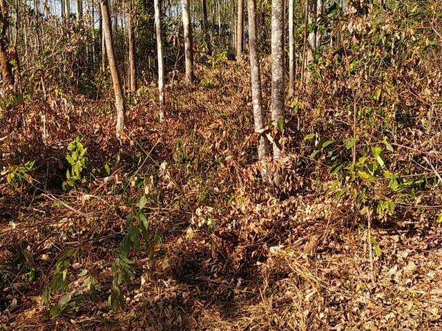 #1922 - Fazenda para Venda em Miranorte - TO - 2