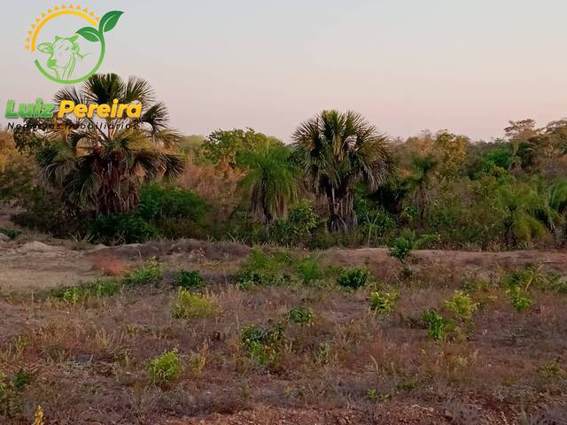 #1981 - Fazenda para Venda em Dois Irmãos do Tocantins - TO - 2