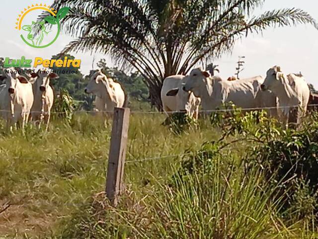 #2050 - Fazenda para Venda em Marabá - PA - 2