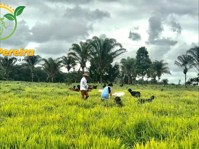 #2052 - Fazenda para Venda em Piçarra - PA - 3