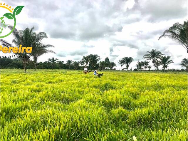 Fazenda para Venda em Piçarra - 4