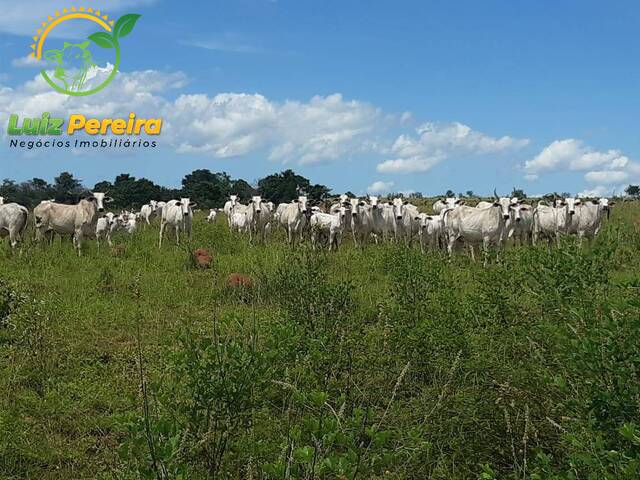 #2060 - Fazenda para Venda em Darcinópolis - TO - 3