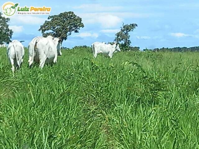 Fazenda para Venda em Figueirão - 4