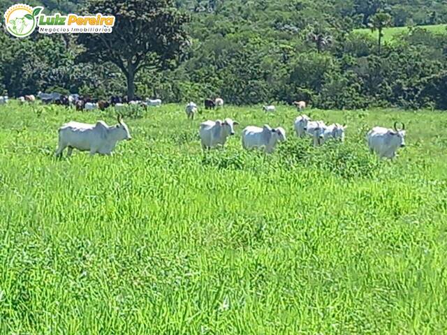 Fazenda para Venda em Figueirão - 5