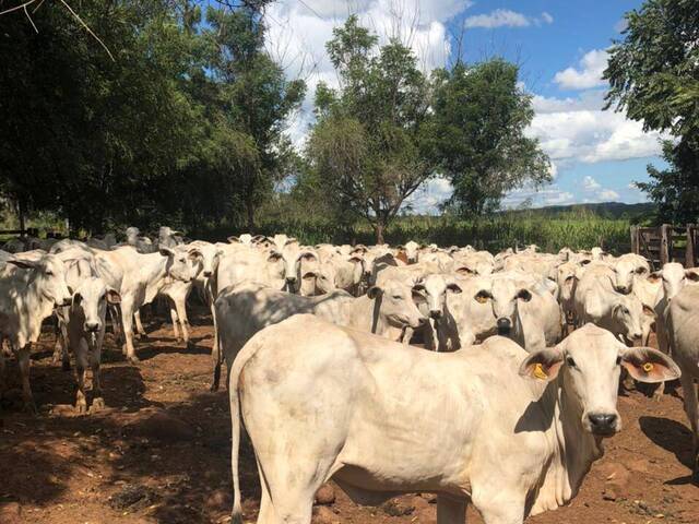 #2198 - Fazenda para Venda em Feira Nova do Maranhão - MA - 3