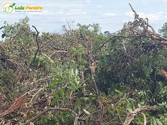 #2206 - Fazenda para Venda em Divinópolis do Tocantins - TO - 3