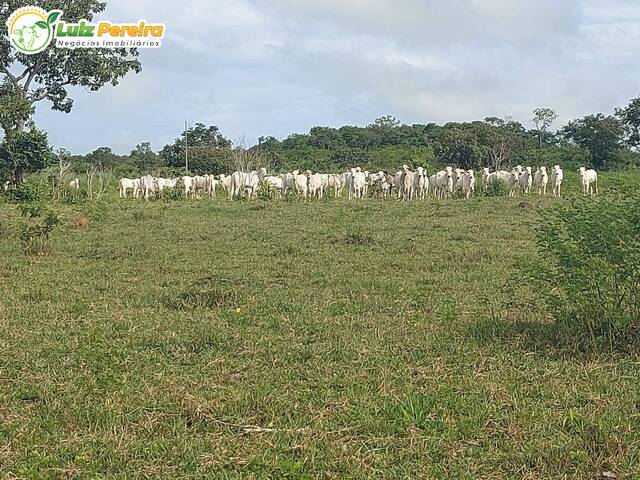 #2222 - Fazenda para Venda em Barrolândia - TO - 1