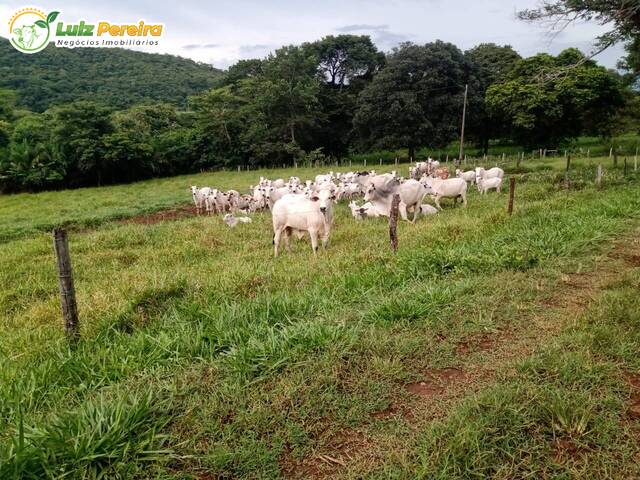 #2233 - Fazenda para Venda em Campo Grande - MS - 1