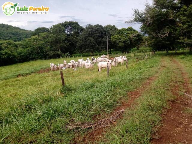 #2233 - Fazenda para Venda em Campo Grande - MS - 2