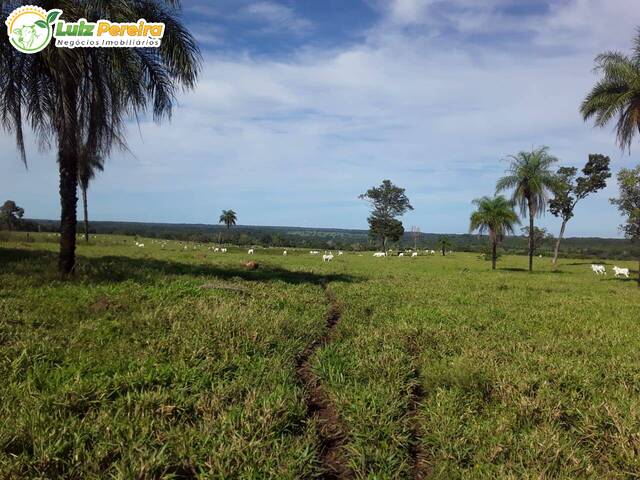 #2254 - Fazenda para Venda em Goianorte - TO - 1