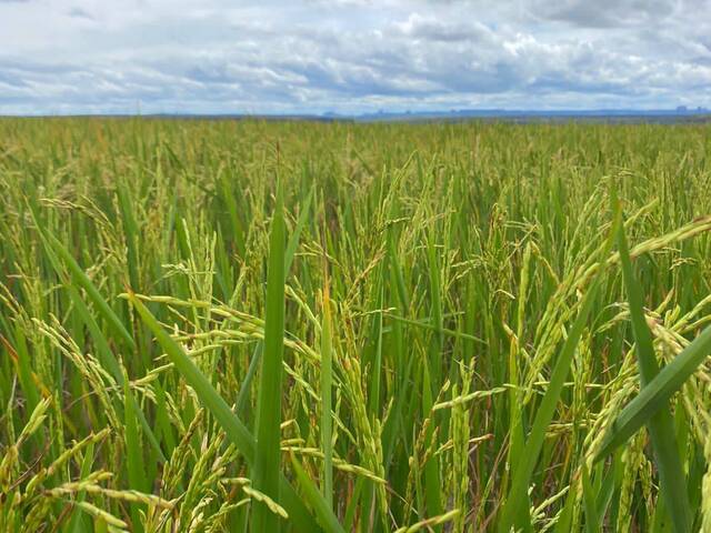 #2262 - Fazenda para Venda em Lizarda - TO - 2