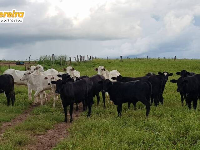 #2275 - Fazenda para Venda em Colinas do Tocantins - TO