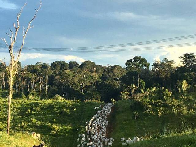 #2308 - Fazenda para Venda em Pacajá - PA - 1