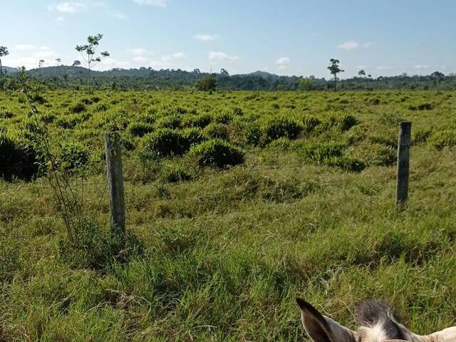 #2308 - Fazenda para Venda em Pacajá - PA - 2