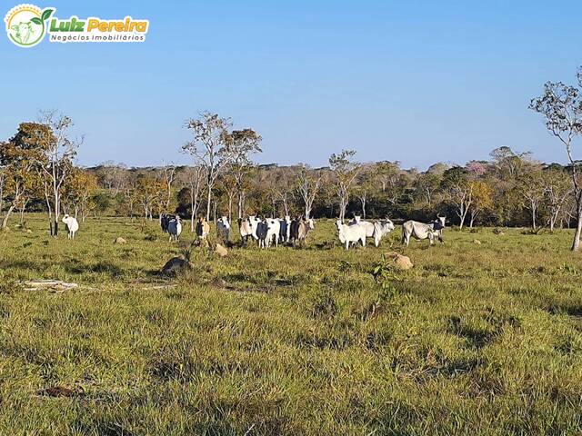 #2313 - Fazenda para Venda em Araguaína - TO