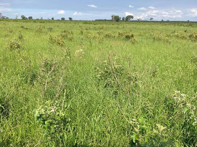 #2371 - Fazenda para Venda em Ribas do Rio Pardo - MS - 3