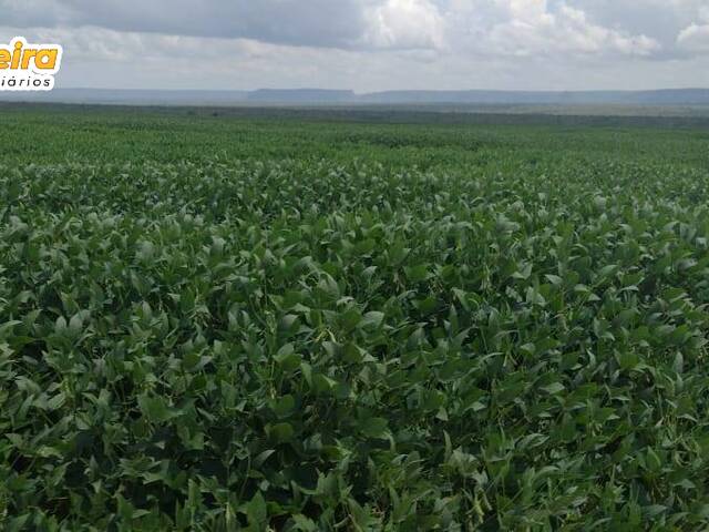 #2373 - Fazenda para Venda em Caxias - MA - 2