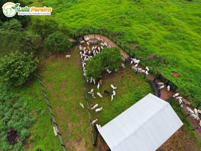 #2381 - Fazenda para Venda em Miranorte - TO - 1