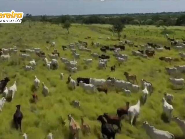 #2382 - Fazenda para Venda em Arraias - TO - 1