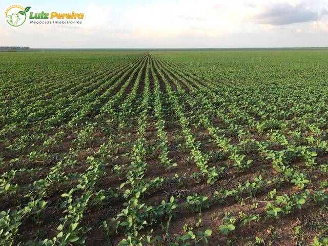 Fazenda para Venda em Loreto - 5