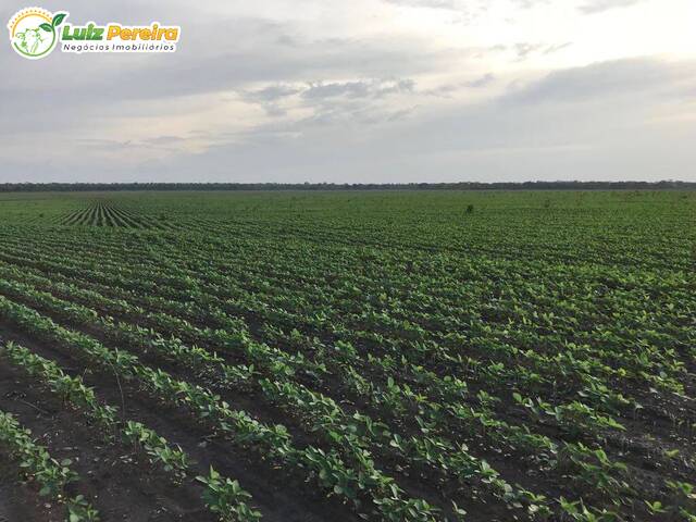 Fazenda para Venda em Loreto - 4